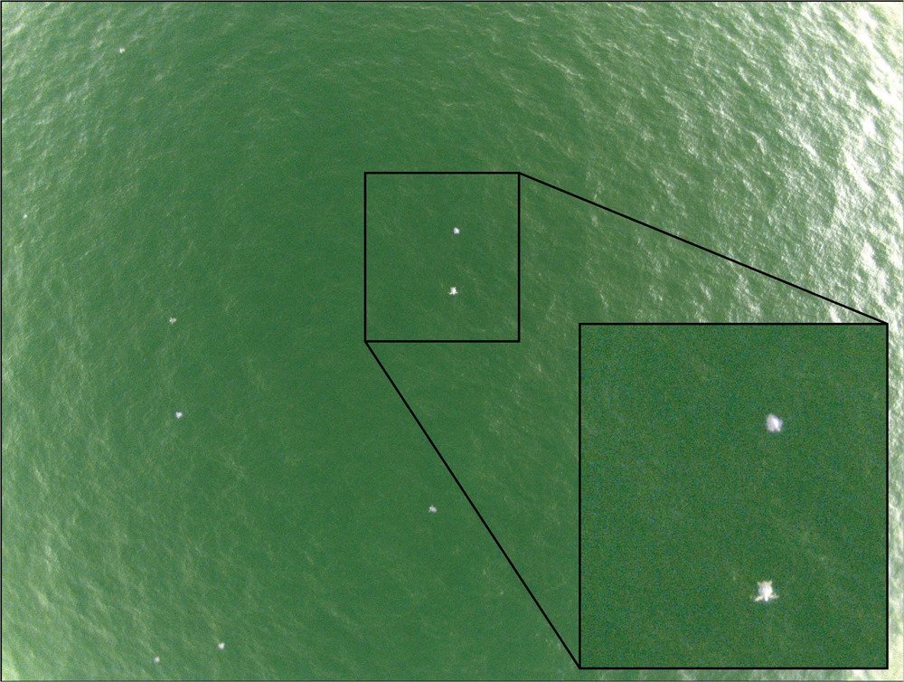 Quantifying Nearshore Sea Turtle Densities: Applications of Unmanned Aerial Systems for Population Assessments. 